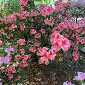 Meet your Posher, Melody